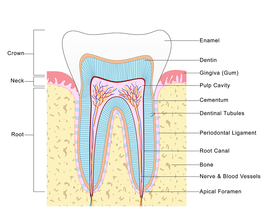 All About Root Canals - Vacendak Dentistry