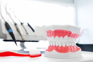 Clean teeth denture, dental jaw model and toothbrush in dentist's office. Dentistry