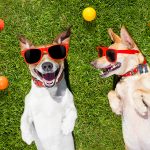 two dogs wearing sunglasses lying in grass on their backs with overhead shot
